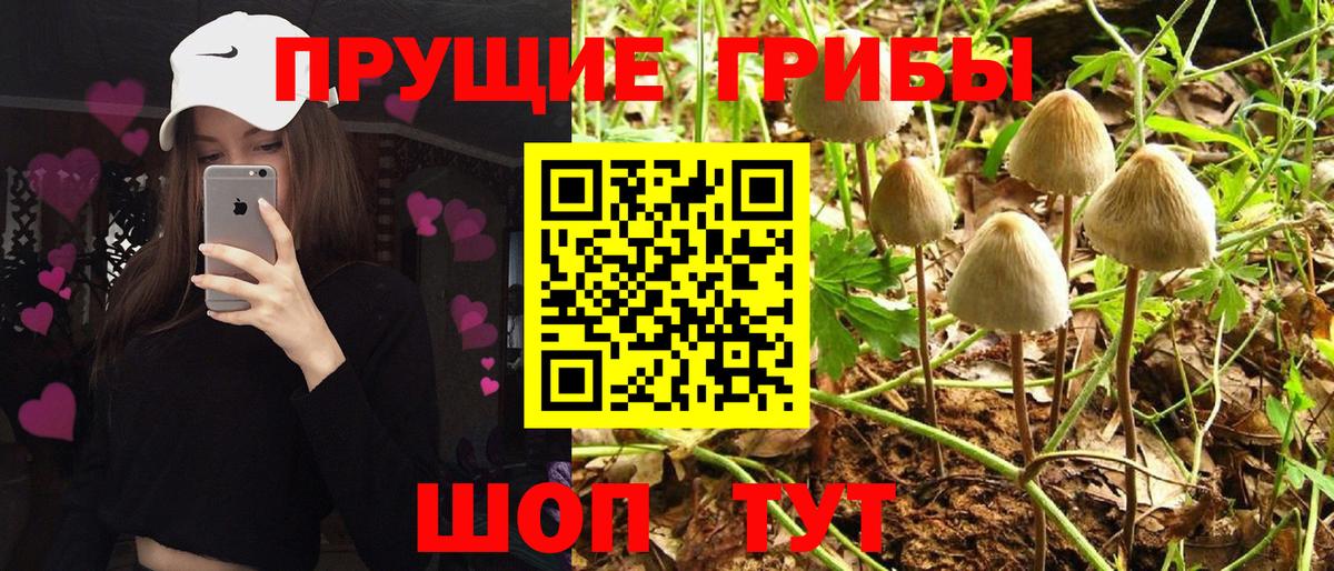 Псилоцибиновые грибы Cubensis Кызыл